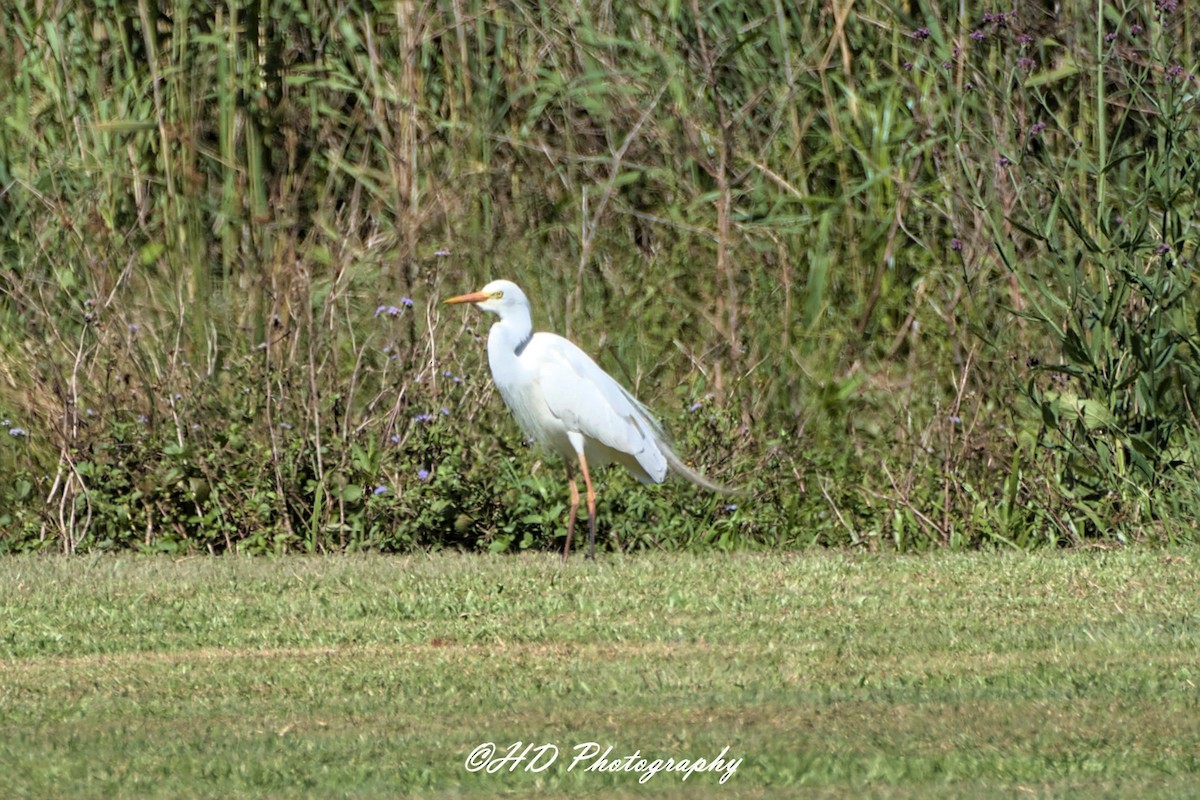 Plumed Egret - ML644686880