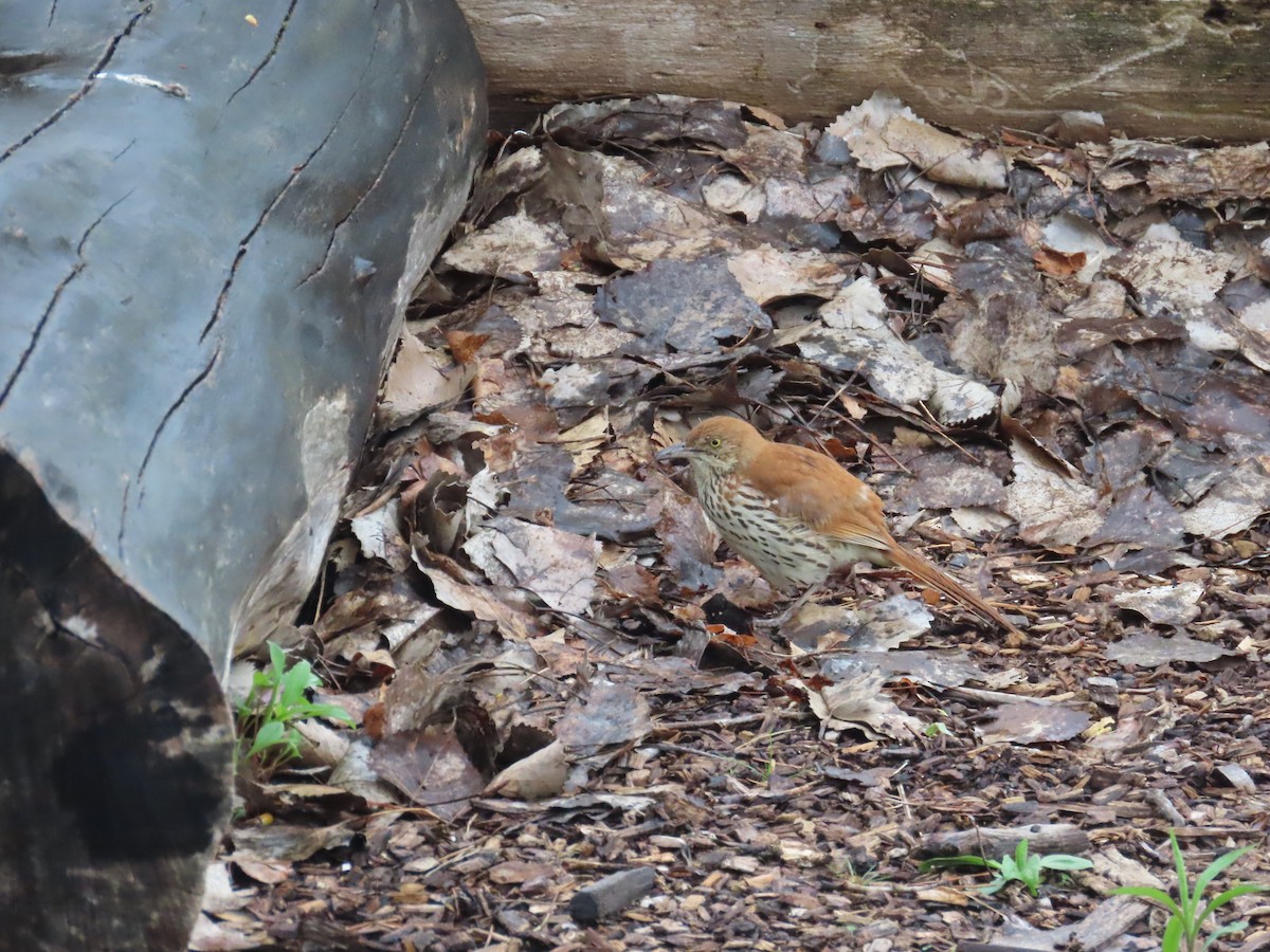דשוש חום - ML644686882