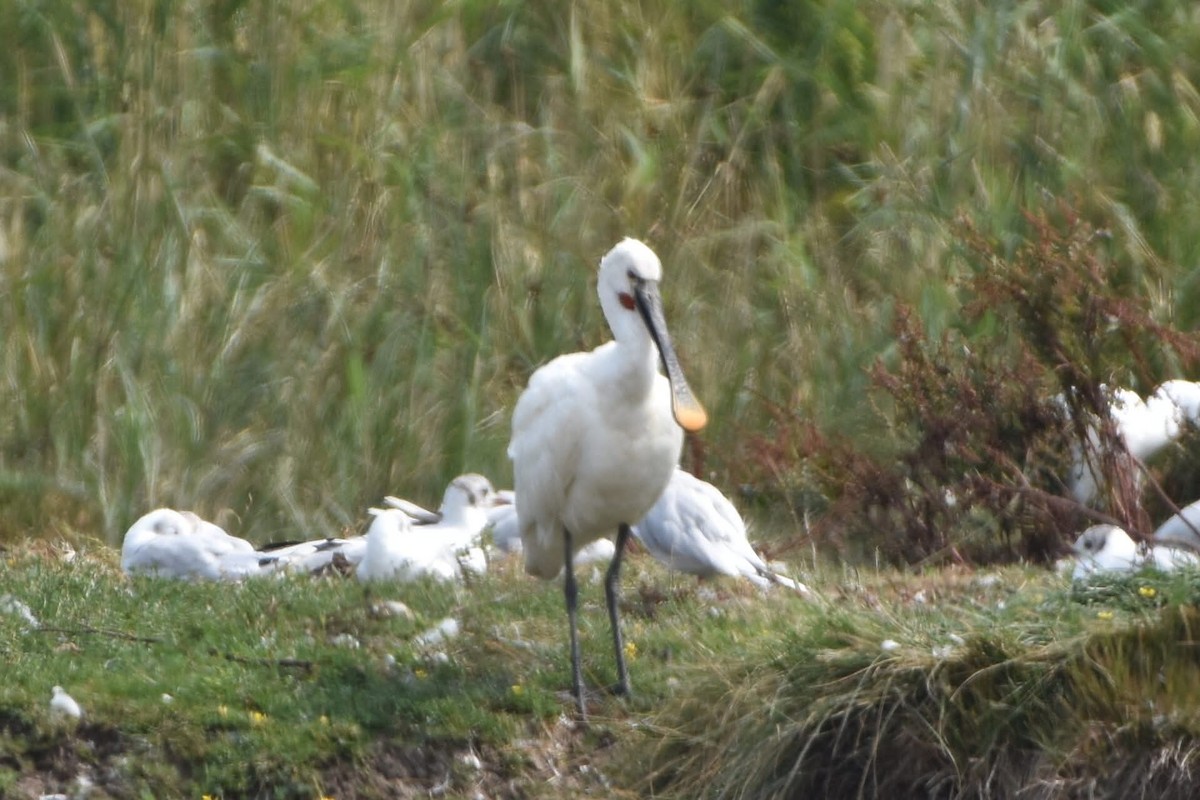 Spatule blanche - ML644686887