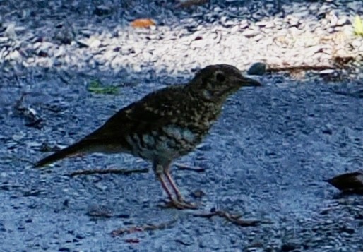 Bassian Thrush - ML644686888