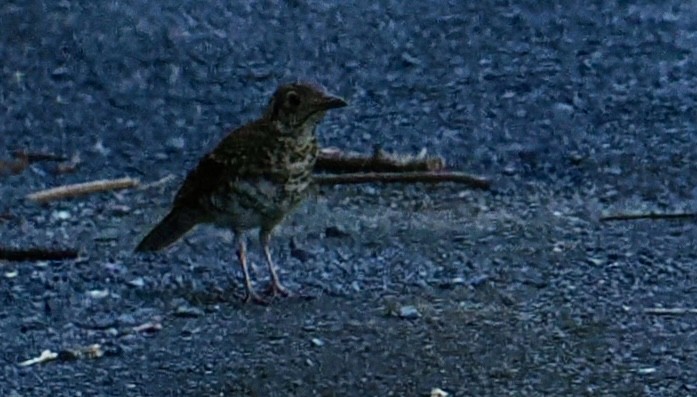 Bassian Thrush - ML644686889