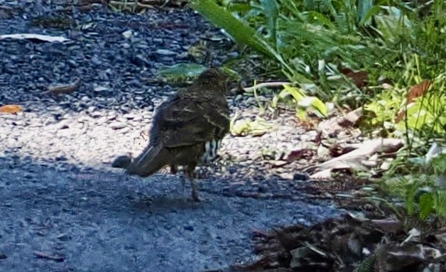 Bassian Thrush - ML644686890