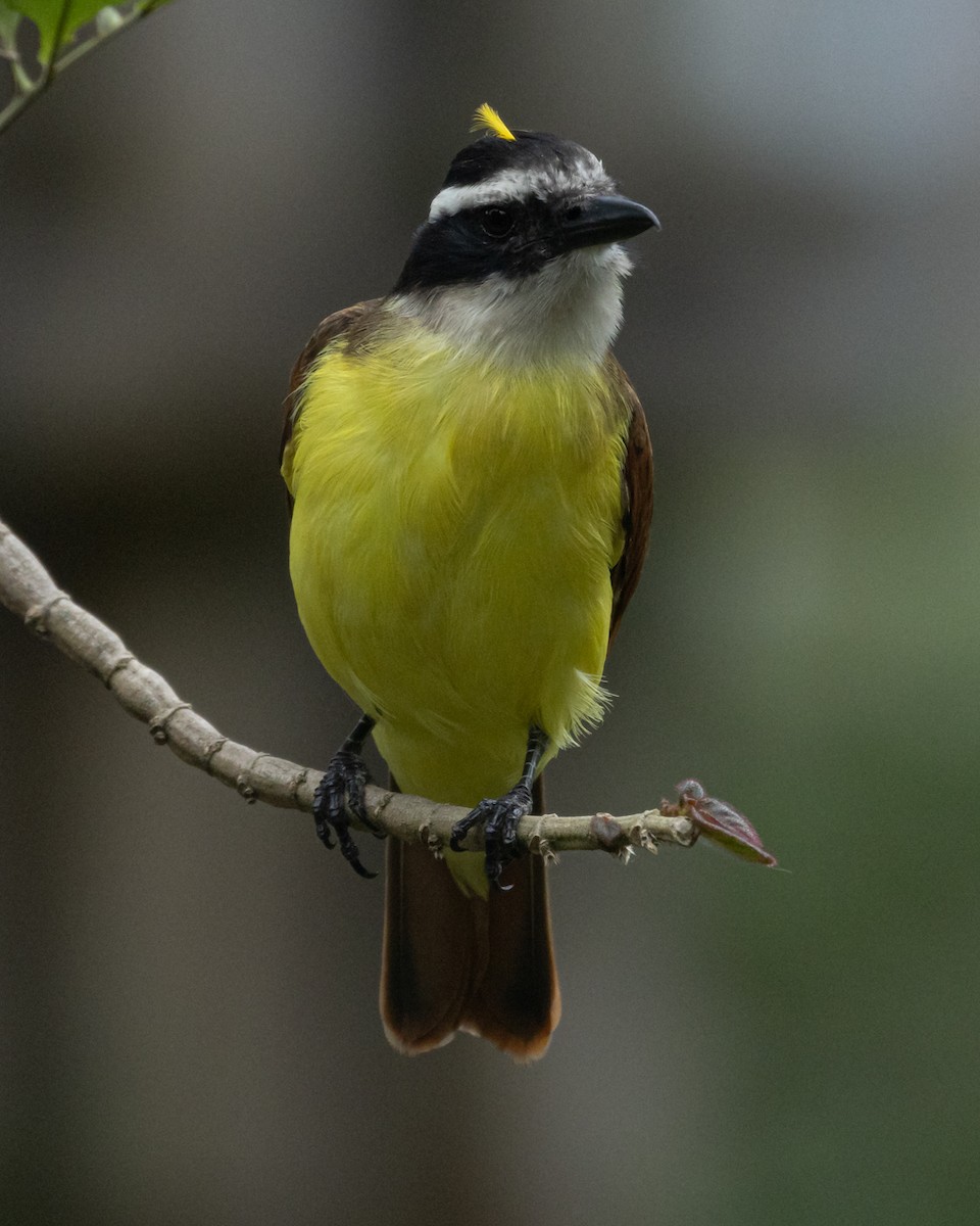 Bienteveo Común - ML644686896