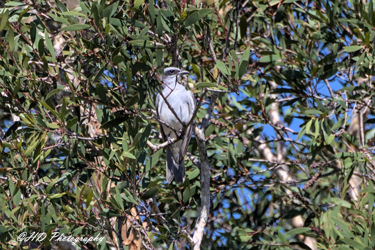 Black-faced Cuckooshrike - ML644686897