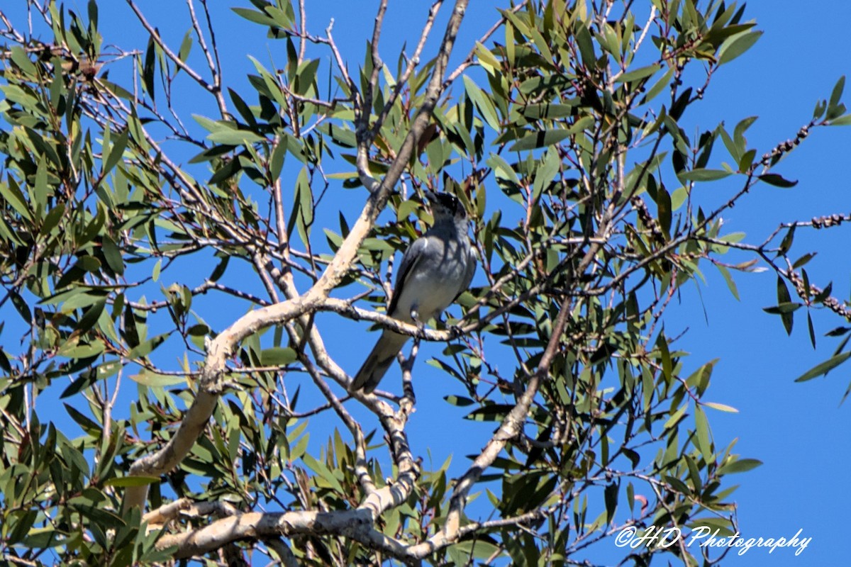 Black-faced Cuckooshrike - ML644686898