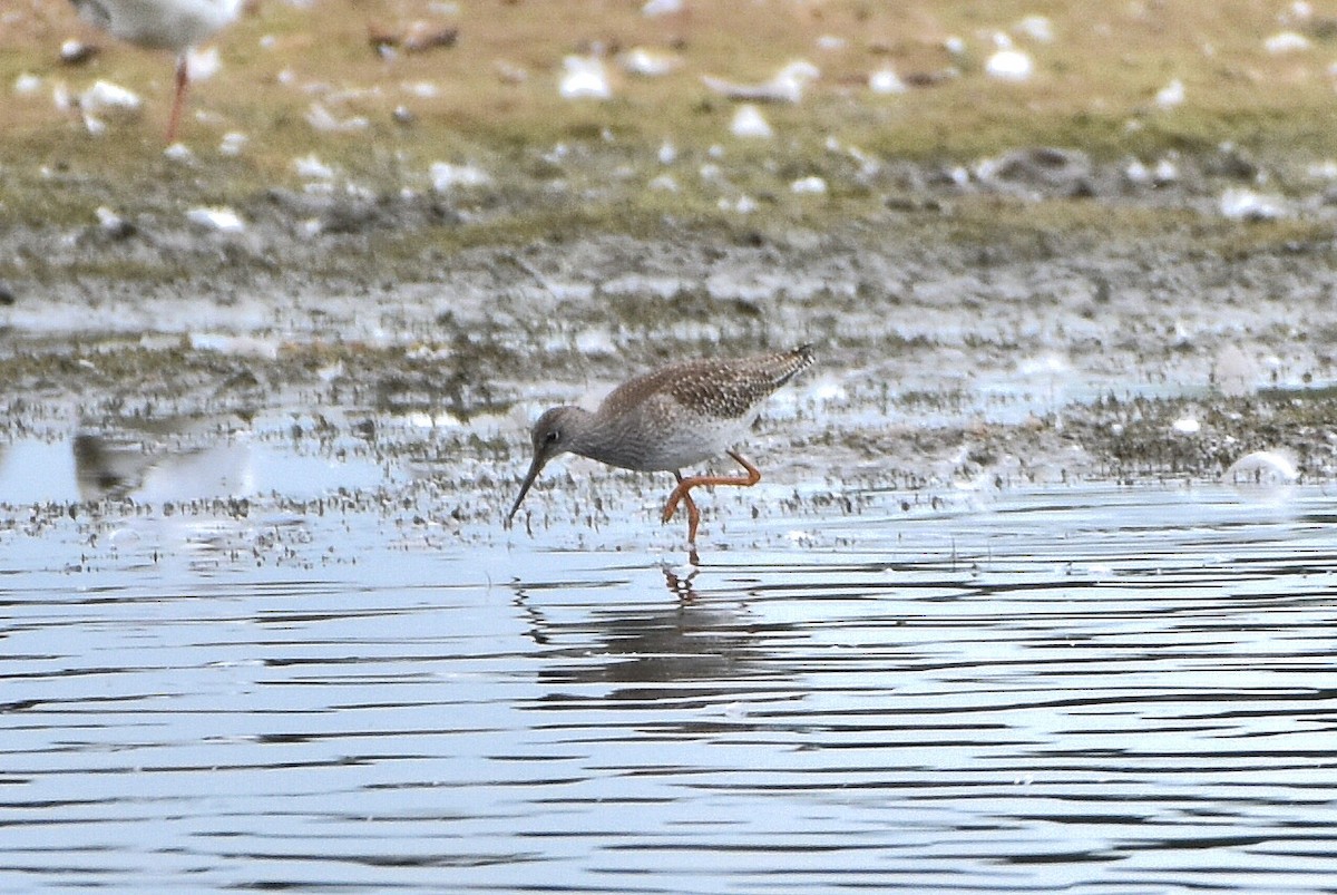 Chevalier gambette - ML644686906