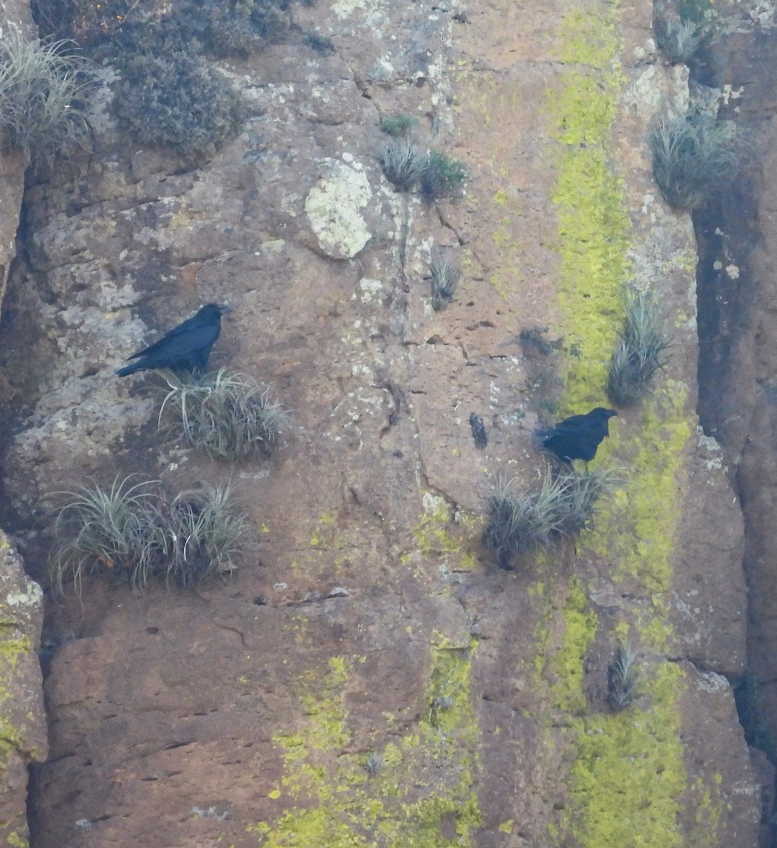 Common Raven - ML644686909