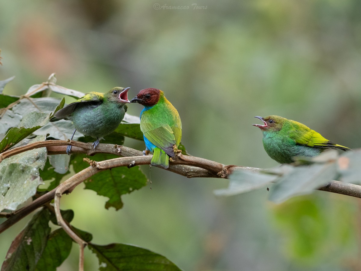Tangara Cabecibaya (Pechiazul) - ML644686914