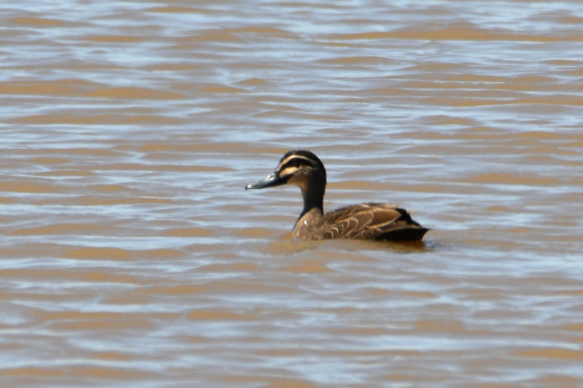 Pacific Black Duck - ML644686916