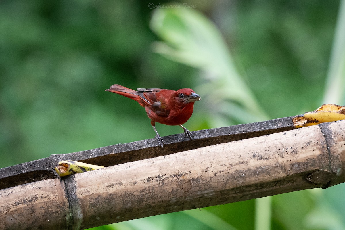Hepatic Tanager - ML644686918