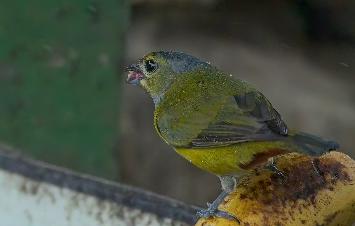 クリハラスミレフウキンチョウ - ML644686921