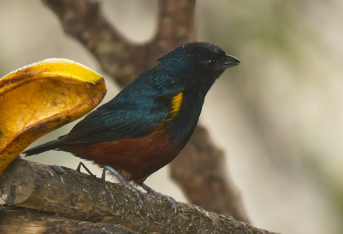 クリハラスミレフウキンチョウ - ML644686922