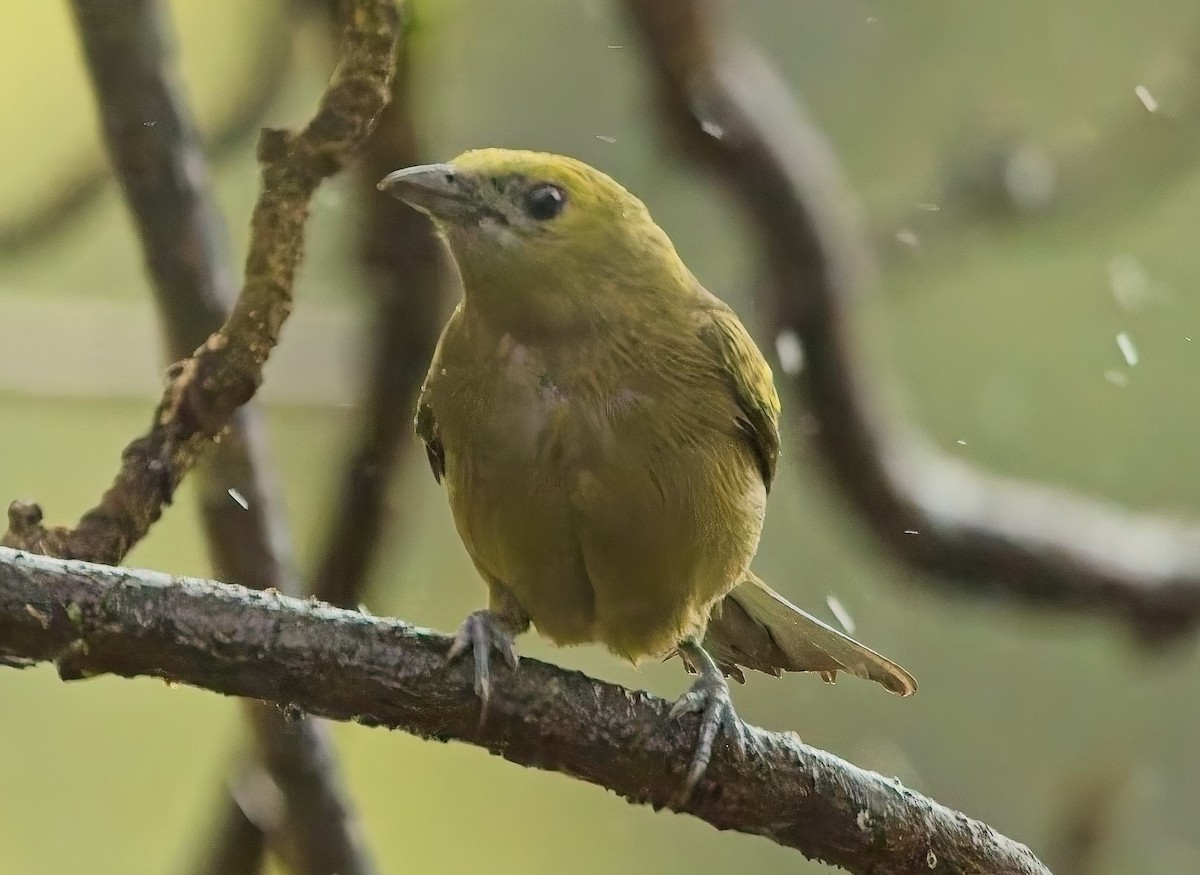 Palm Tanager - ML644686933