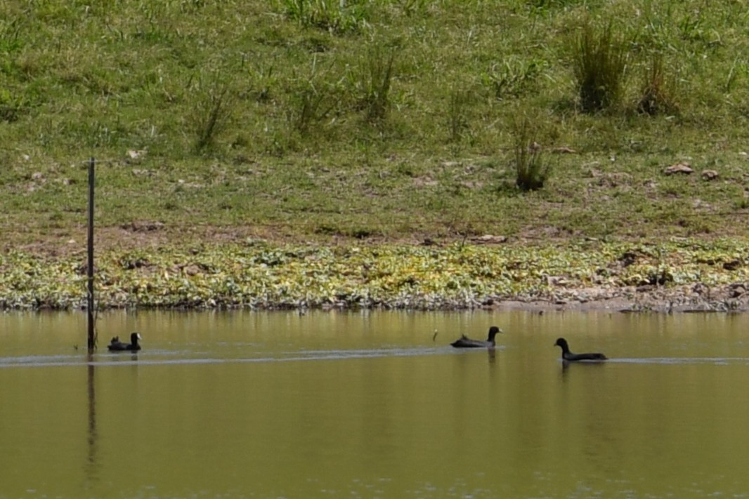 Eurasian Coot - ML644686935