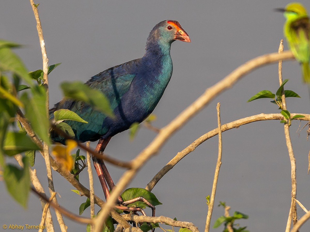 Talève à tête grise - ML644686938