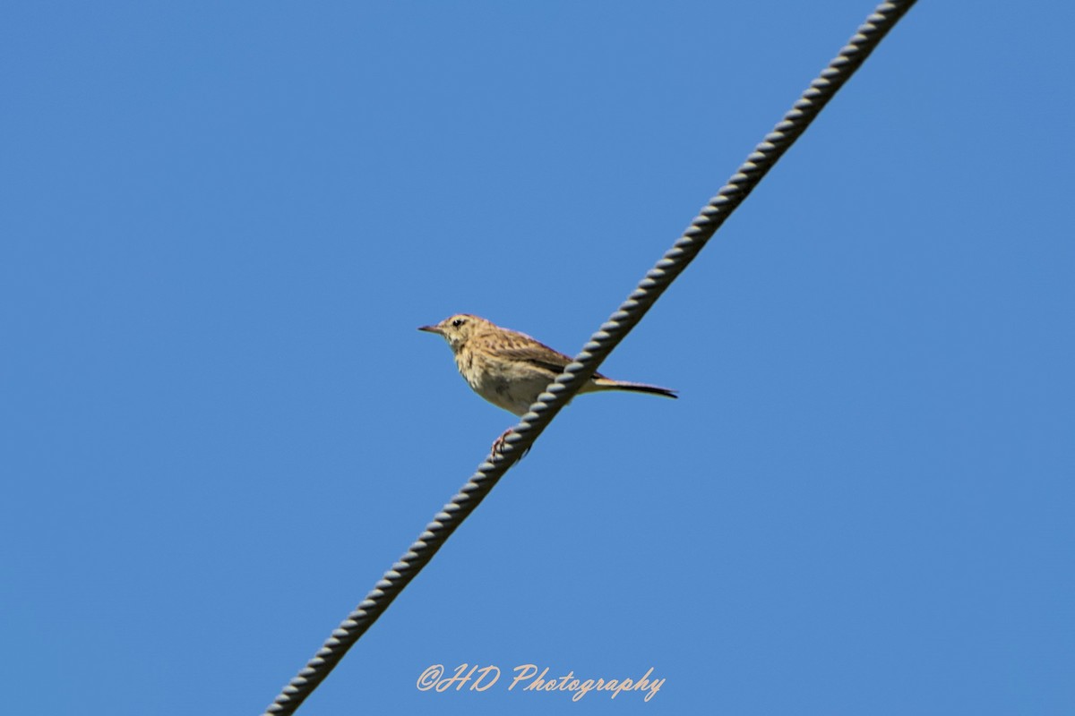 Australian Pipit - ML644686942
