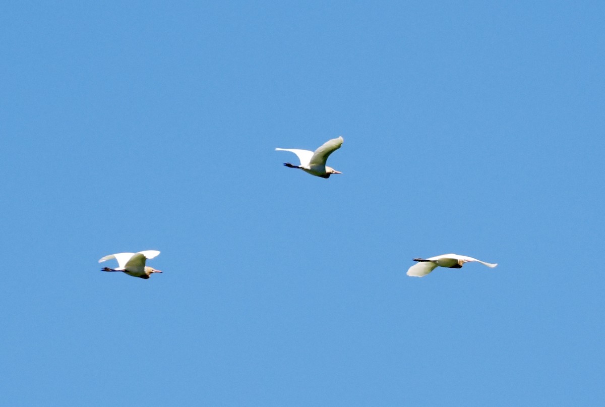 Eastern Cattle-Egret - ML644686943