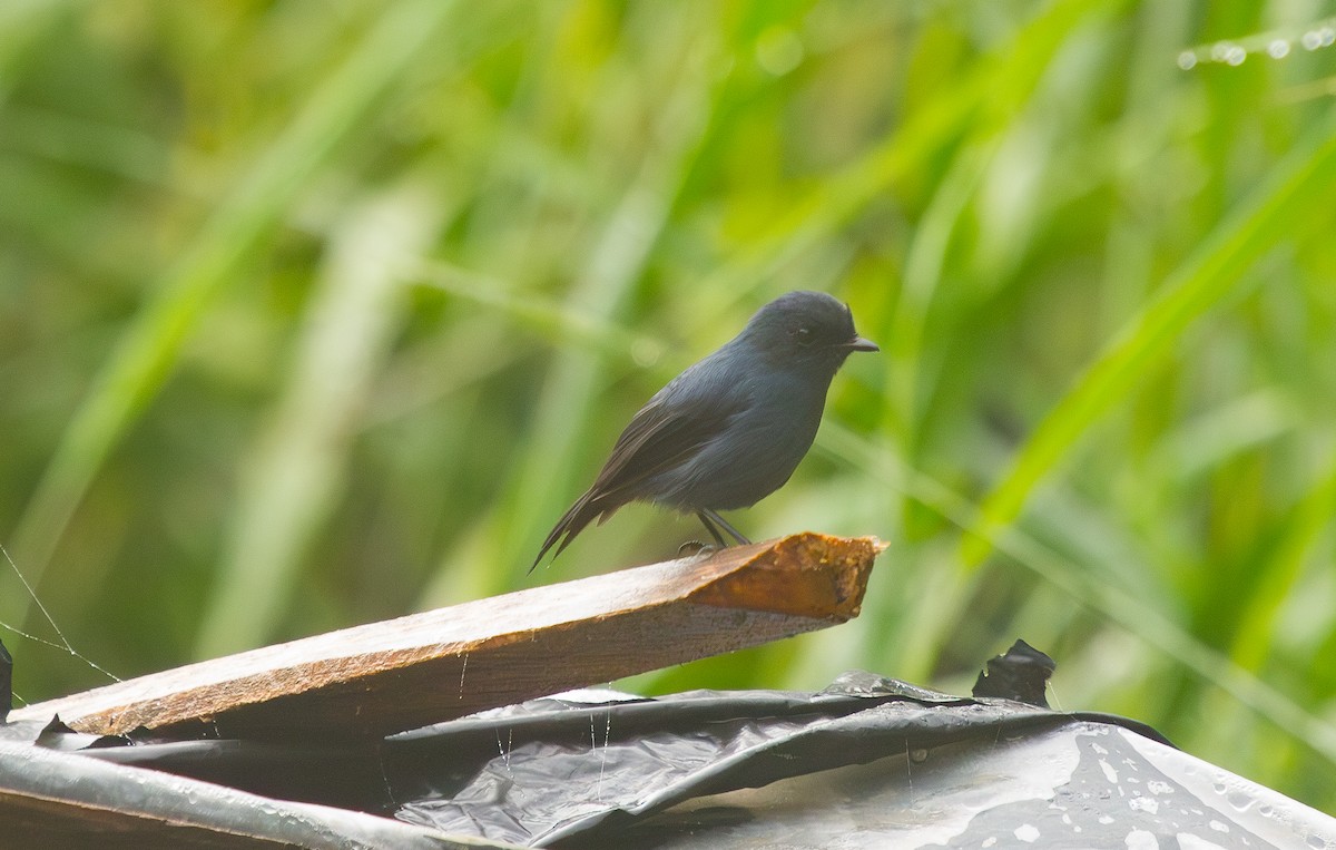 skiferflueskvett - ML644686944