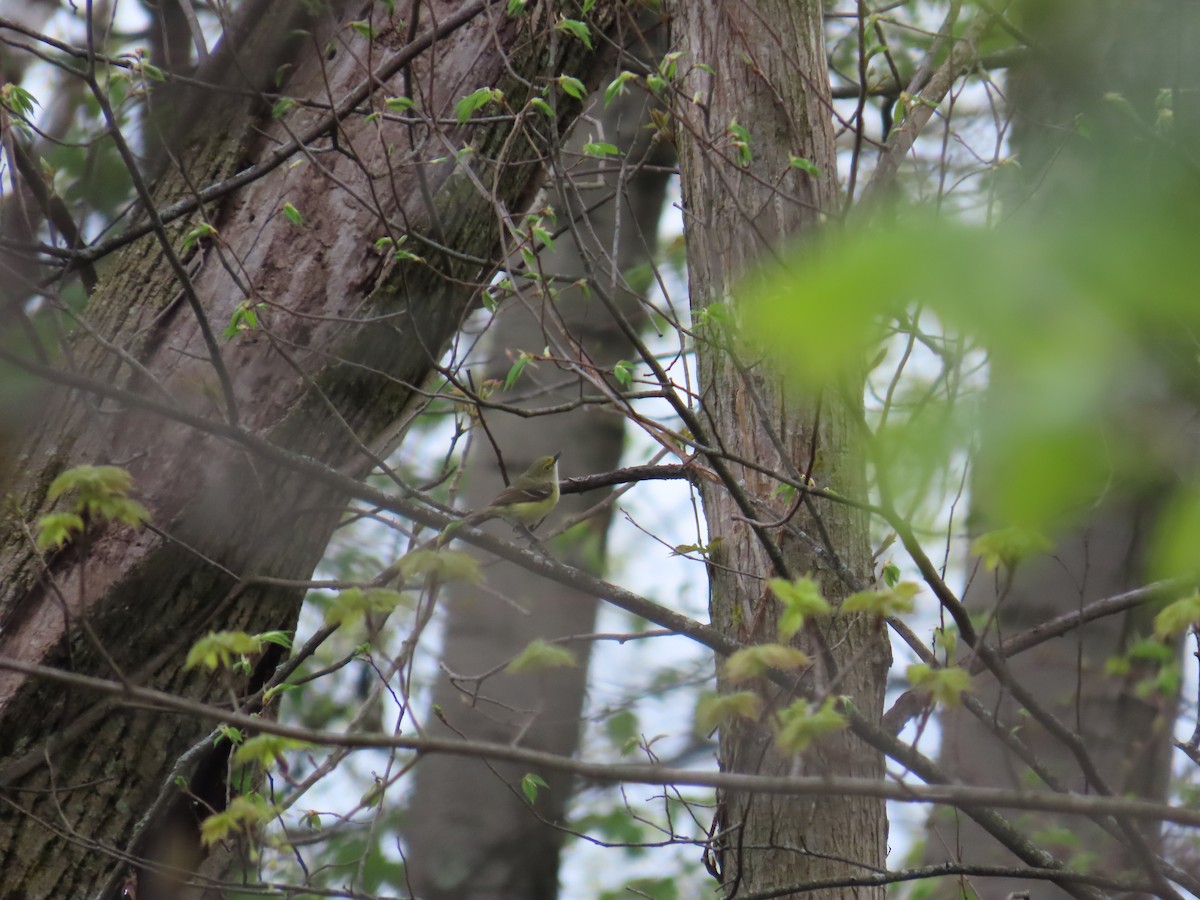 Vireo Ojiblanco - ML644686946