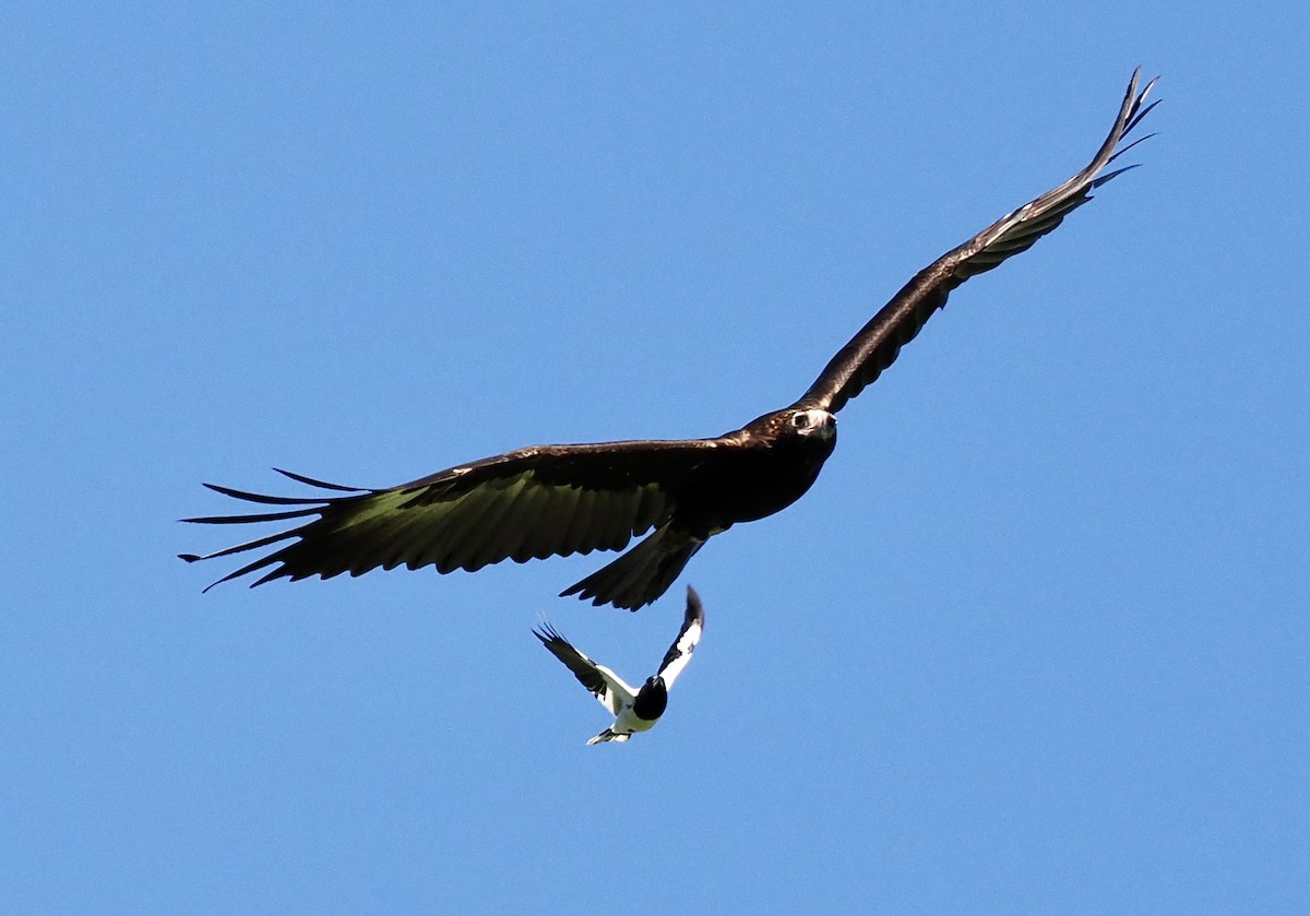 Wedge-tailed Eagle - ML644686948