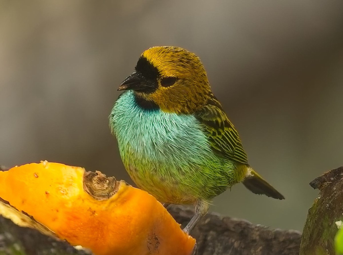 Gilt-edged Tanager - ML644686950