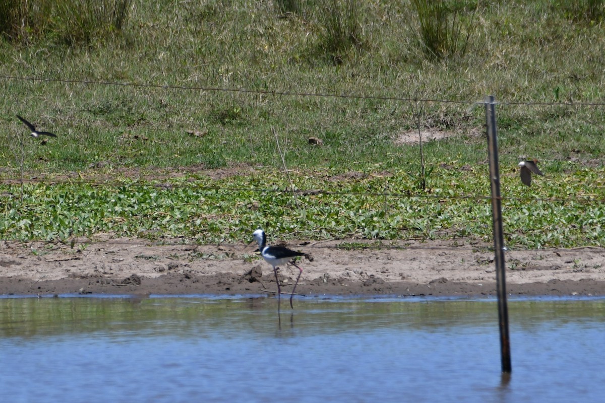 Pied Stilt - ML644686951