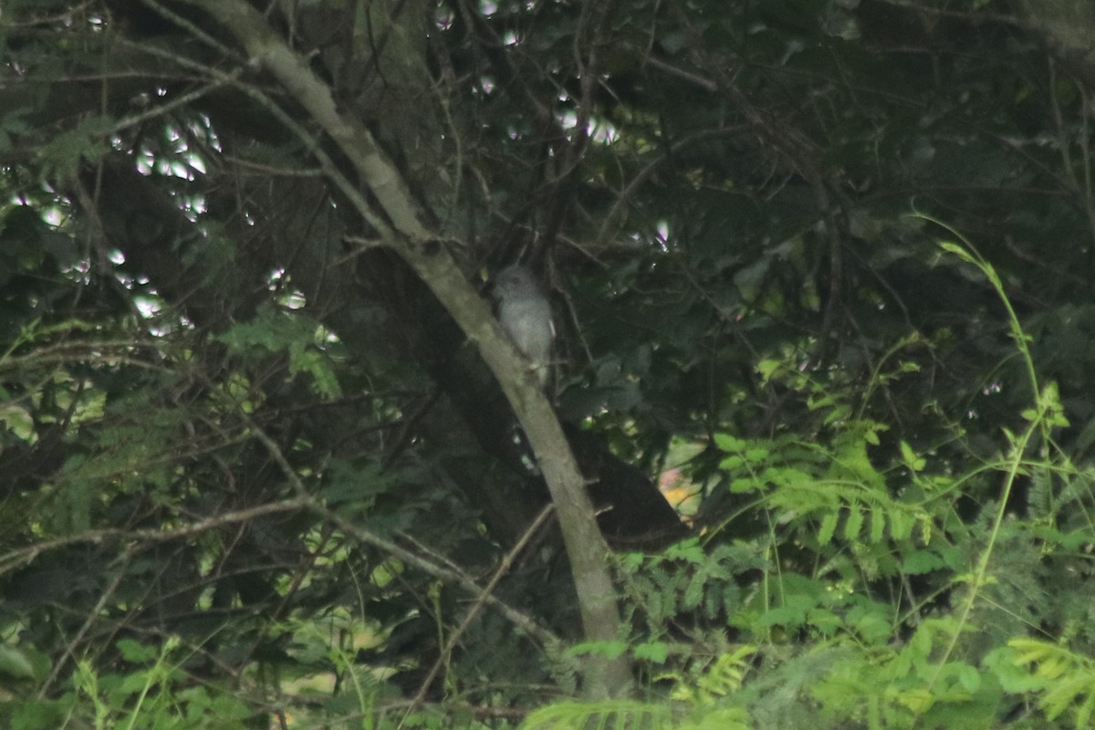 Cuco Pechigrís - ML644686952