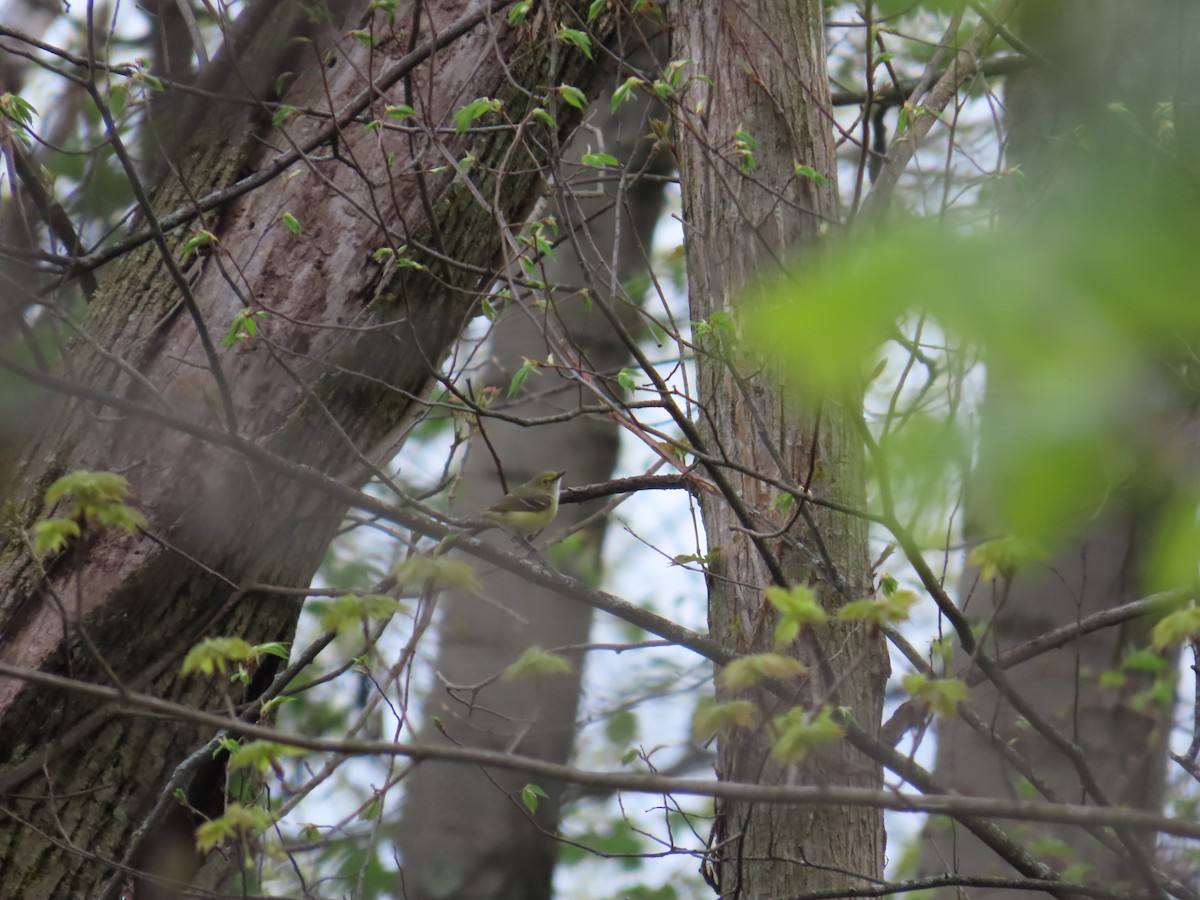 Vireo Ojiblanco - ML644686953