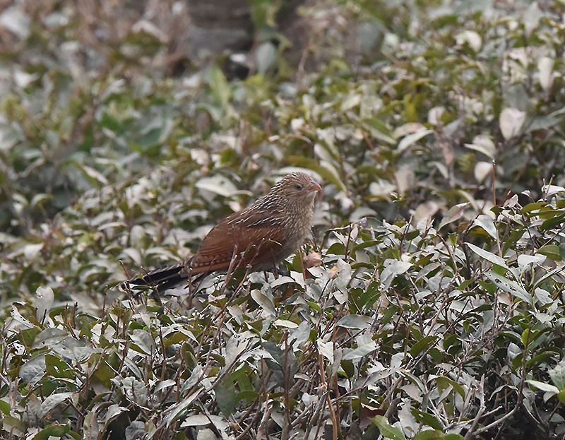 Coucal rufin - ML644686957