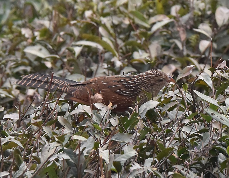 Coucal rufin - ML644686958