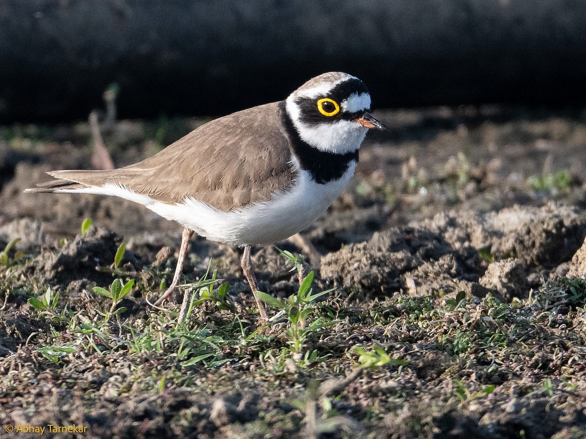 Pluvier petit-gravelot - ML644686959