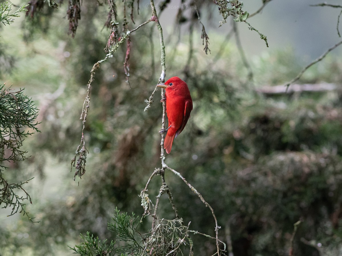 Summer Tanager - ML644686960