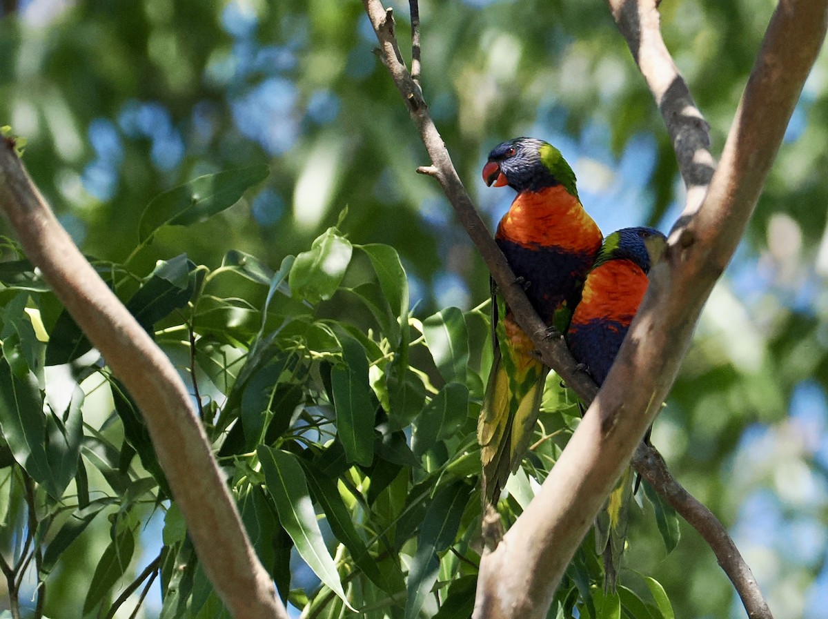 Rainbow Lorikeet - ML644686968