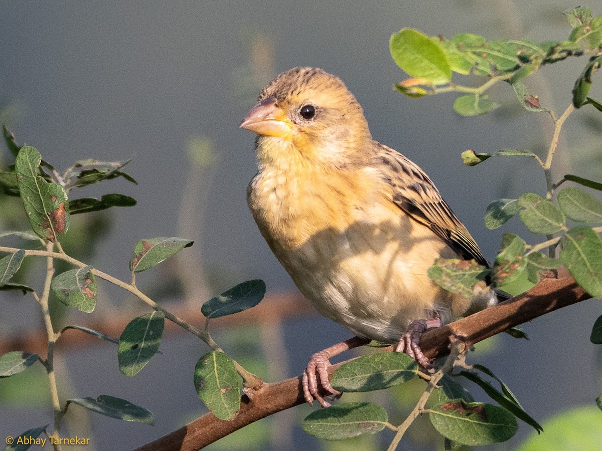 Tisserin baya - ML644686971