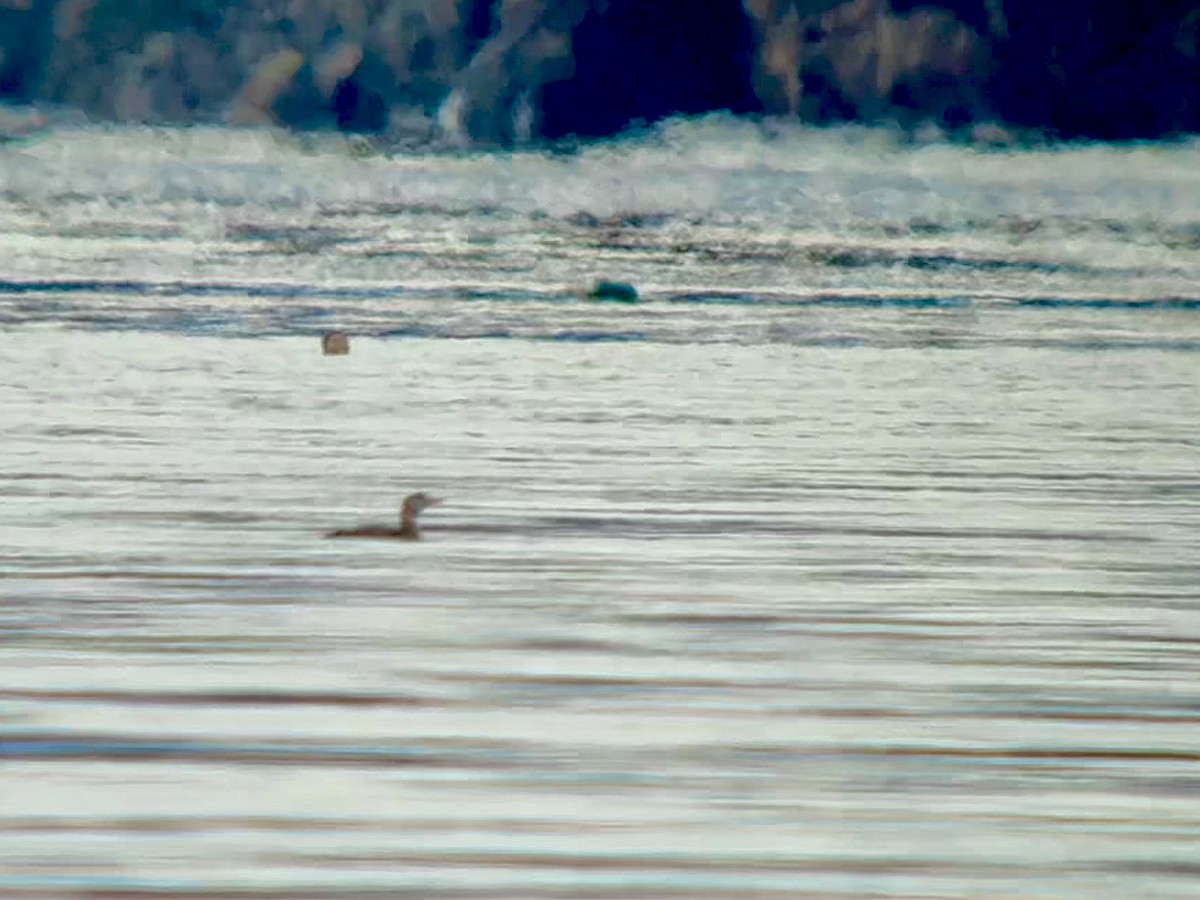 白嘴潛鳥 - ML644686972