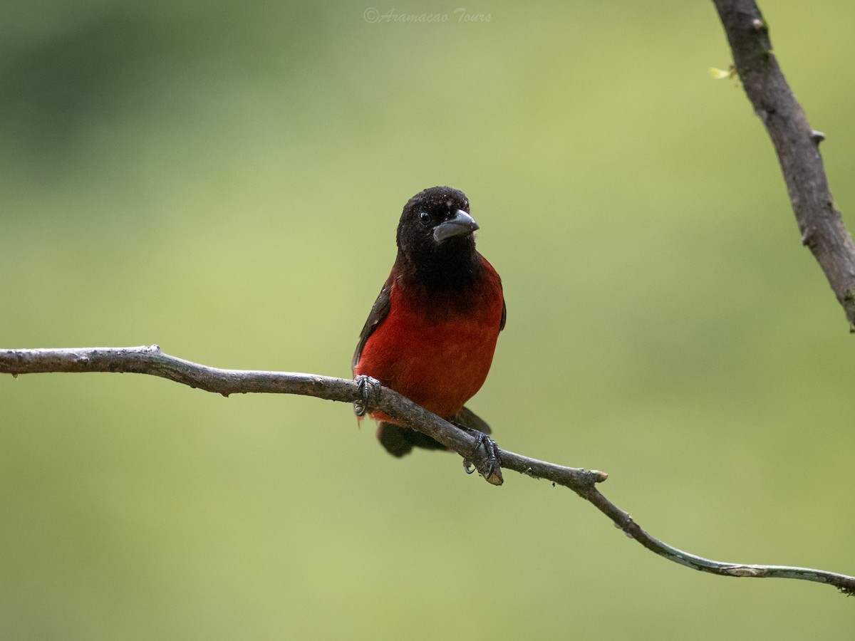 Crimson-backed Tanager - ML644686973