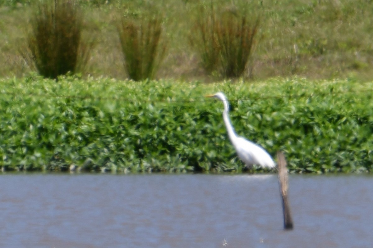Great Egret - ML644686974