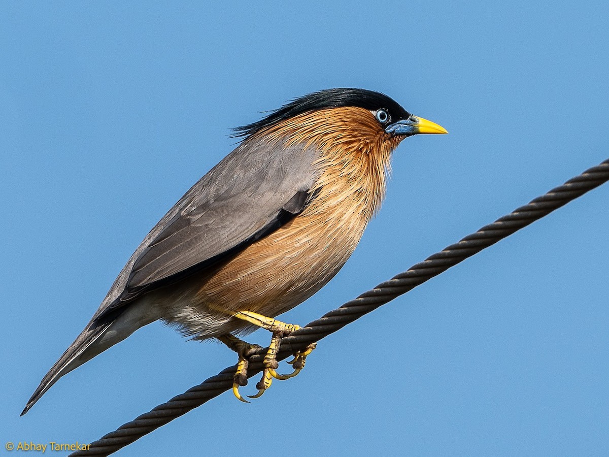 Étourneau des pagodes - ML644686975