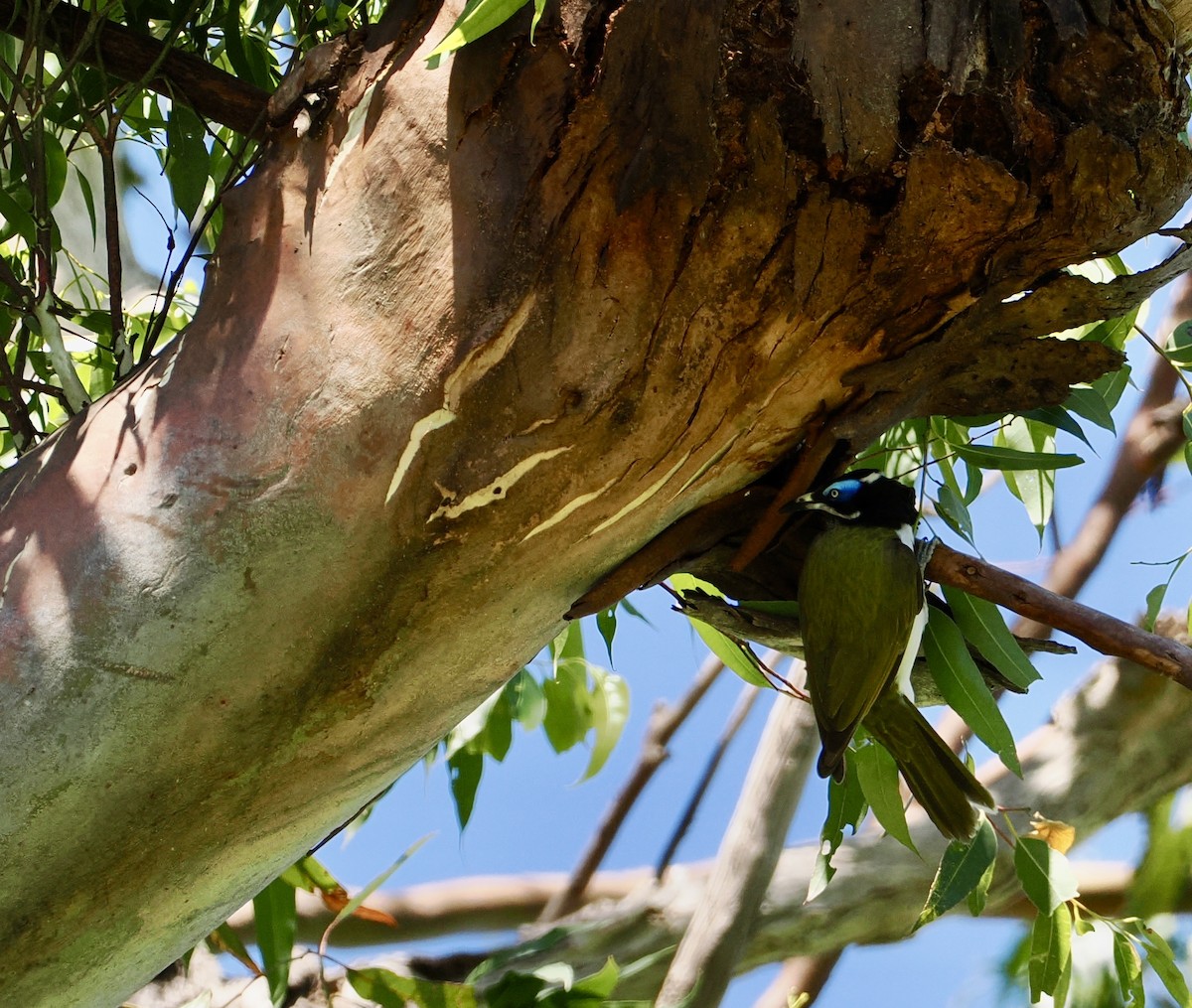 Blue-faced Honeyeater - ML644686979