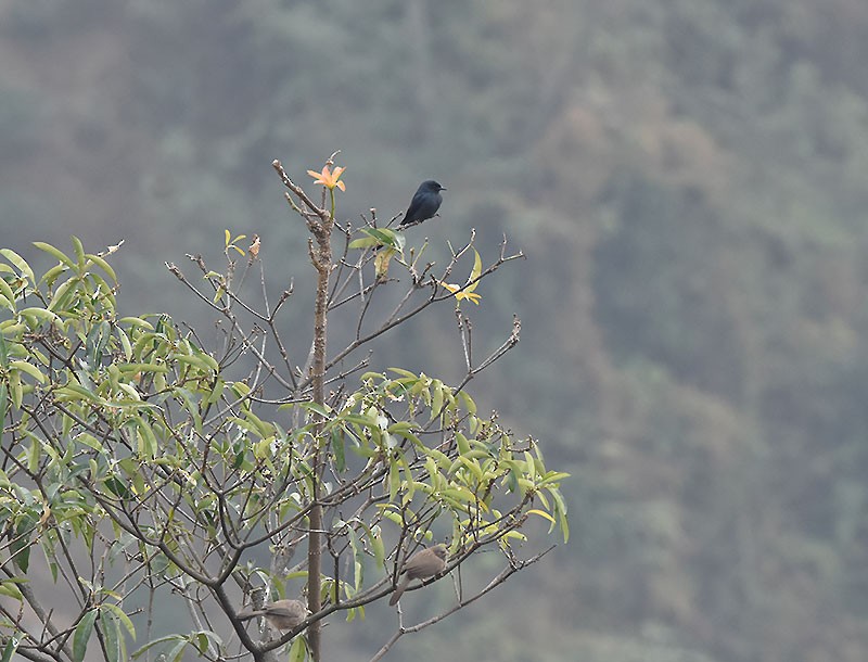 Drongo cendré - ML644686980