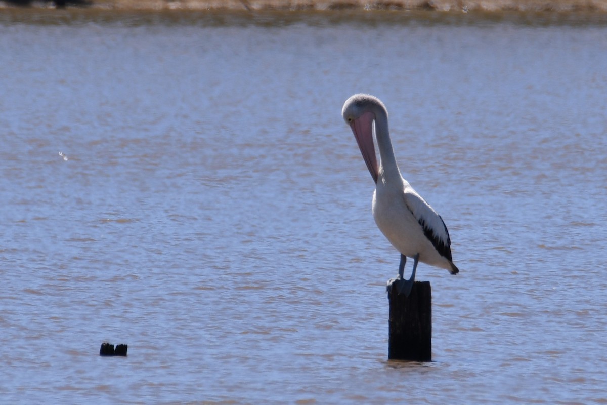 Australian Pelican - ML644686982