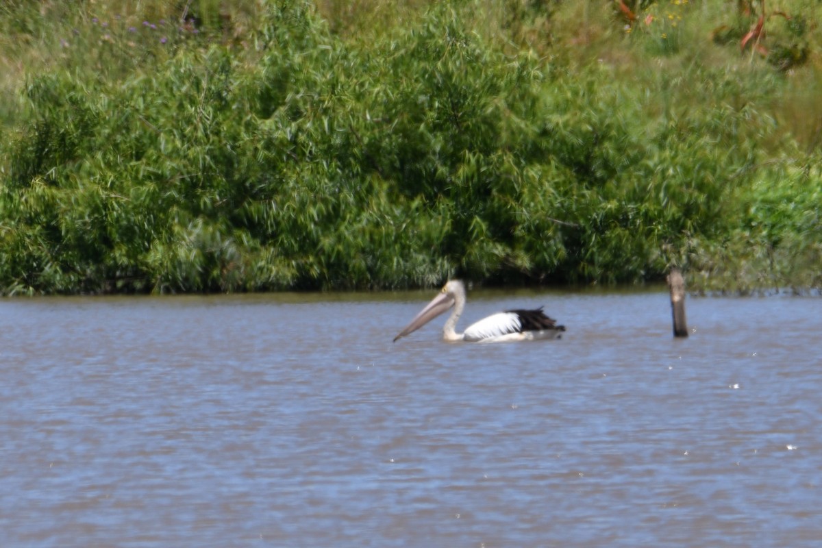 Australian Pelican - ML644686983