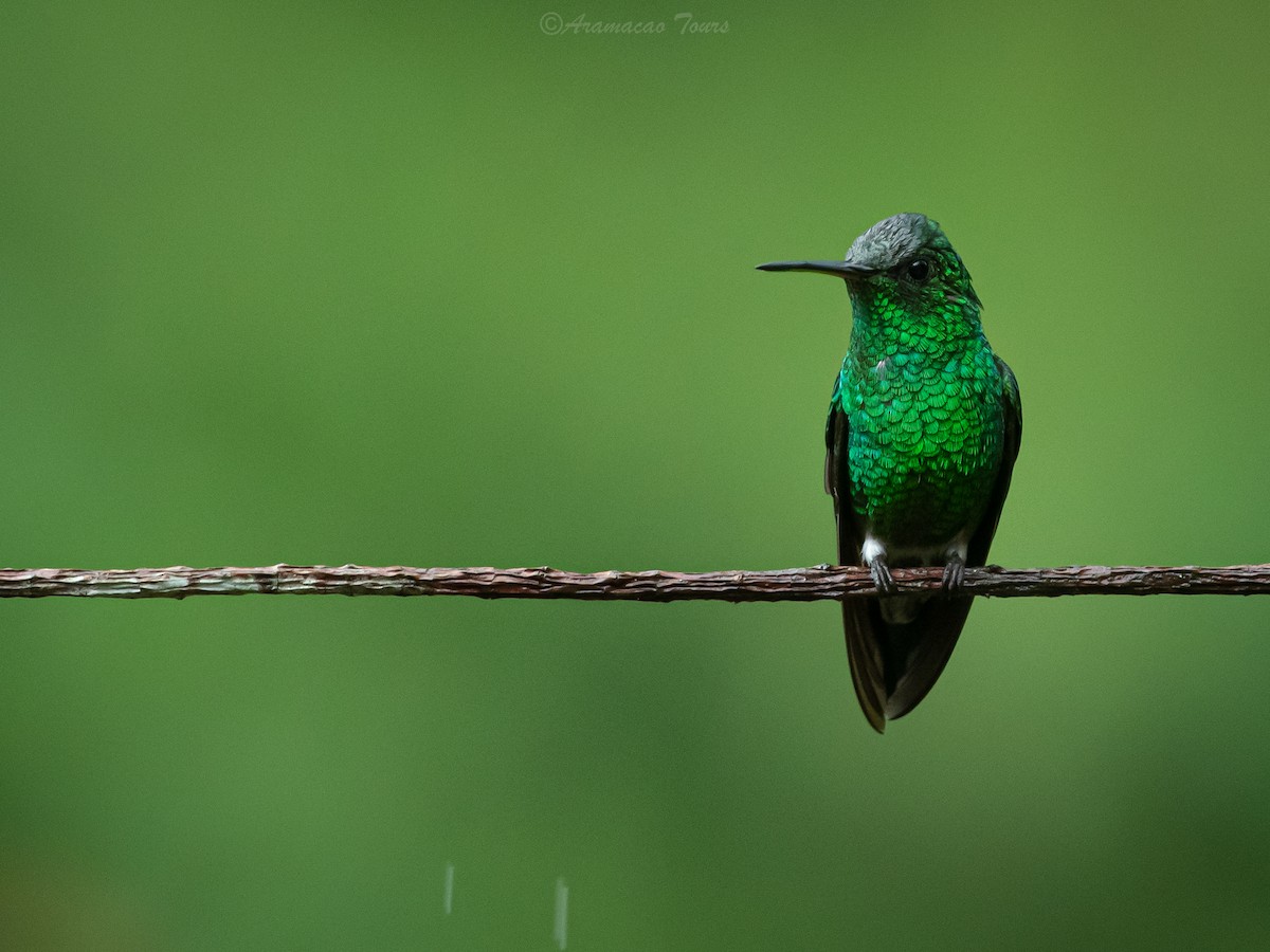 Grünamazilie - ML644686984