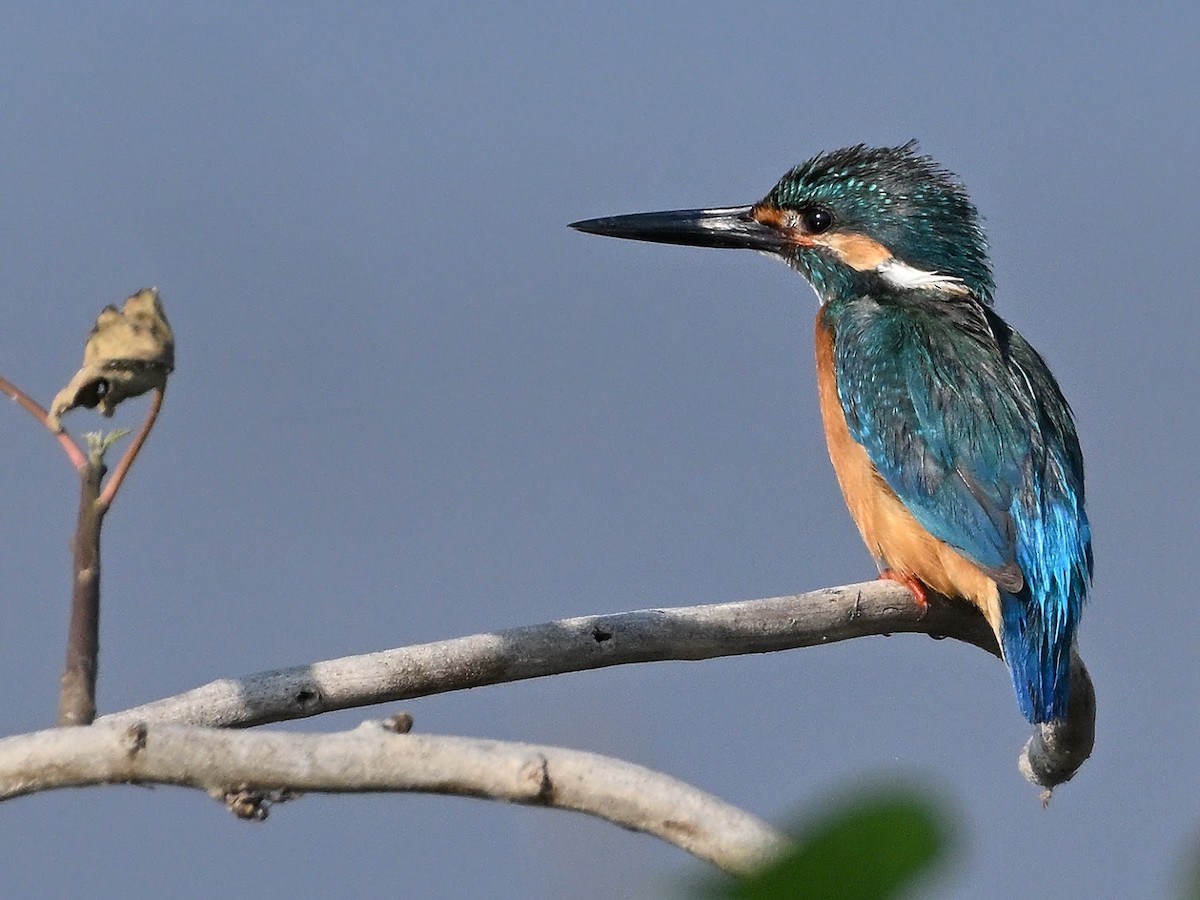 Martin-pêcheur d'Europe - ML644686987