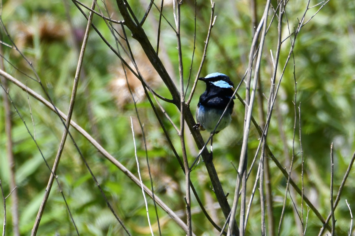Superb Fairywren - ML644686988
