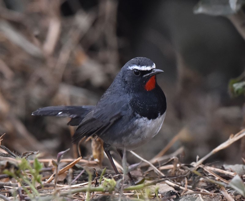 Rossignol à gorge rubis - ML644686989