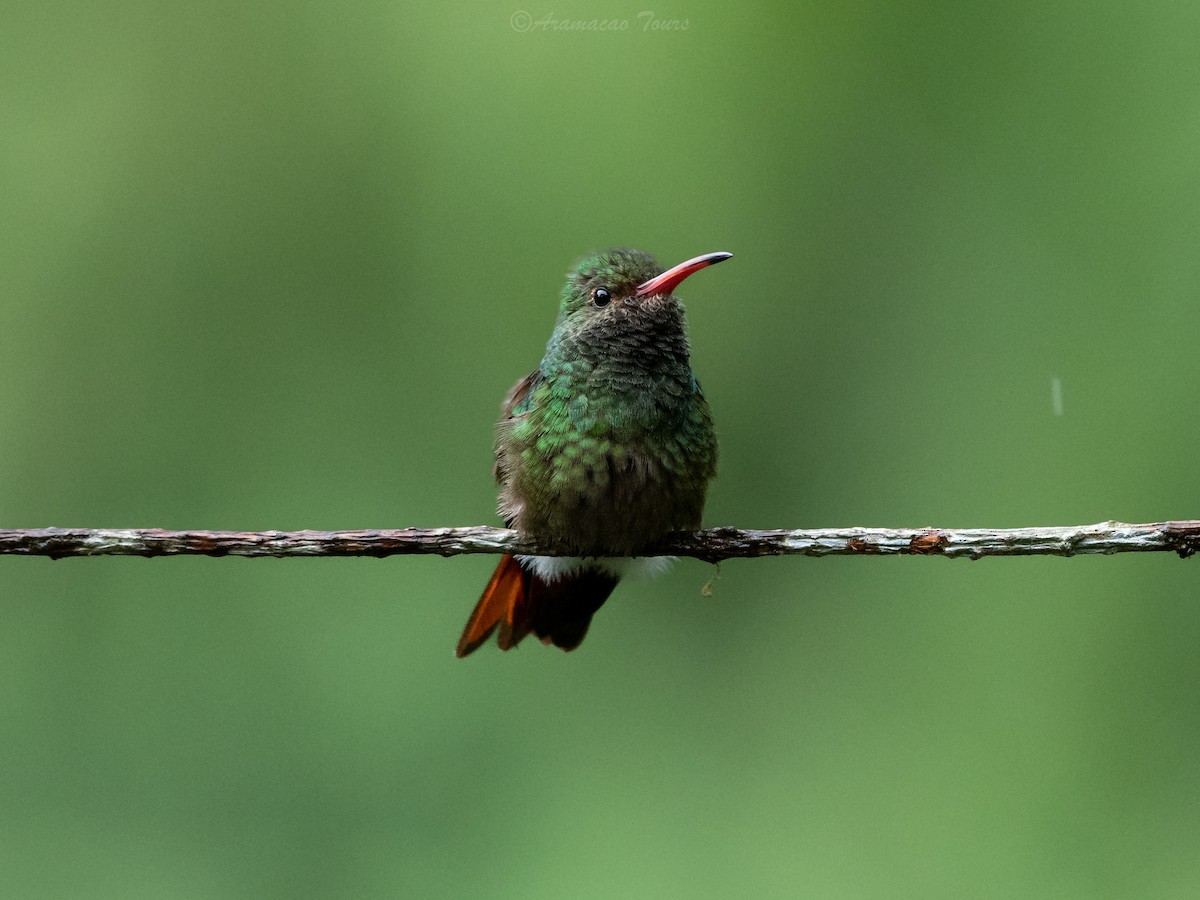 Rufous-tailed Hummingbird - ML644686991