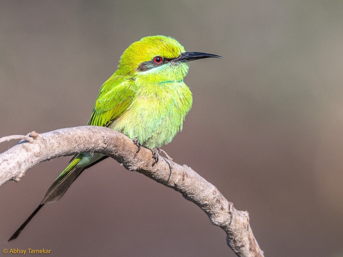 Guêpier d'Orient - ML644686992