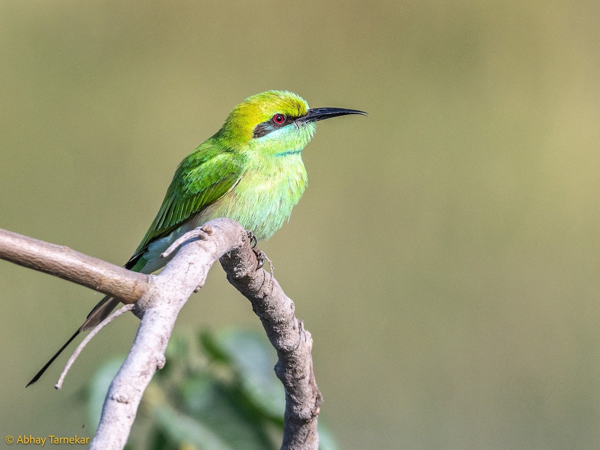 Guêpier d'Orient - ML644686993