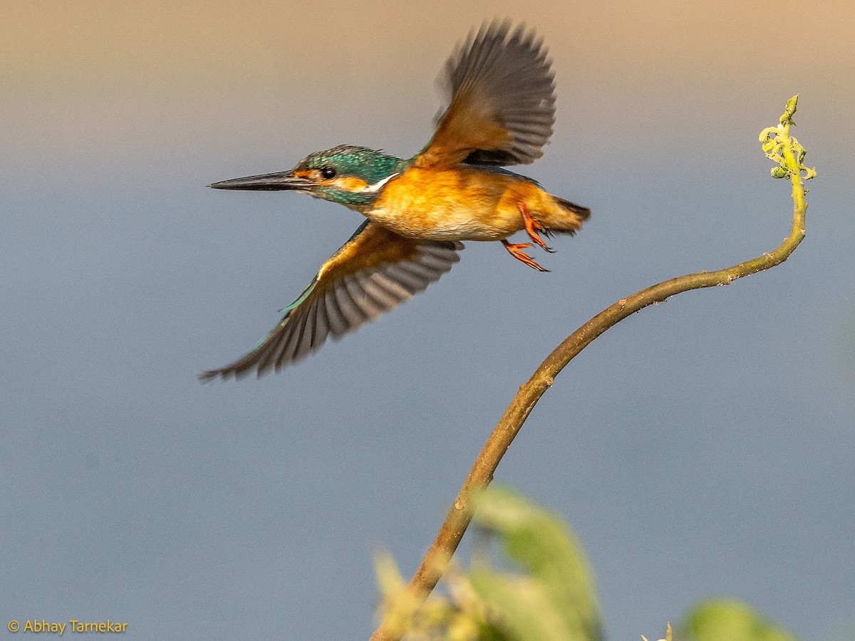 Martin-pêcheur d'Europe - ML644686994